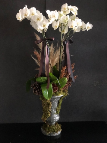 Butik Beyaz Orkide